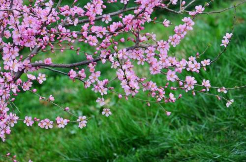 山花绽放